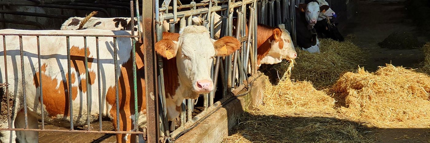 DAIRITAL Europako hego-mendebaldeko esnekien industria tradizionalean berrikuntza eta jasangarritasuna sustatzen